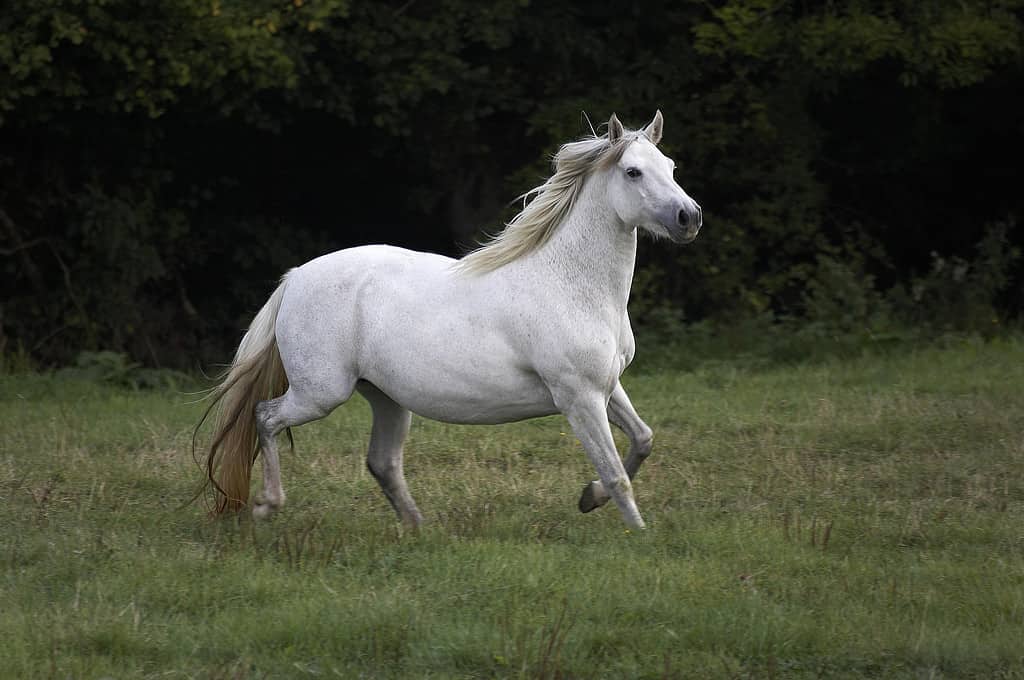 Pony Connemara, cavalla al trotto attraverso il prato