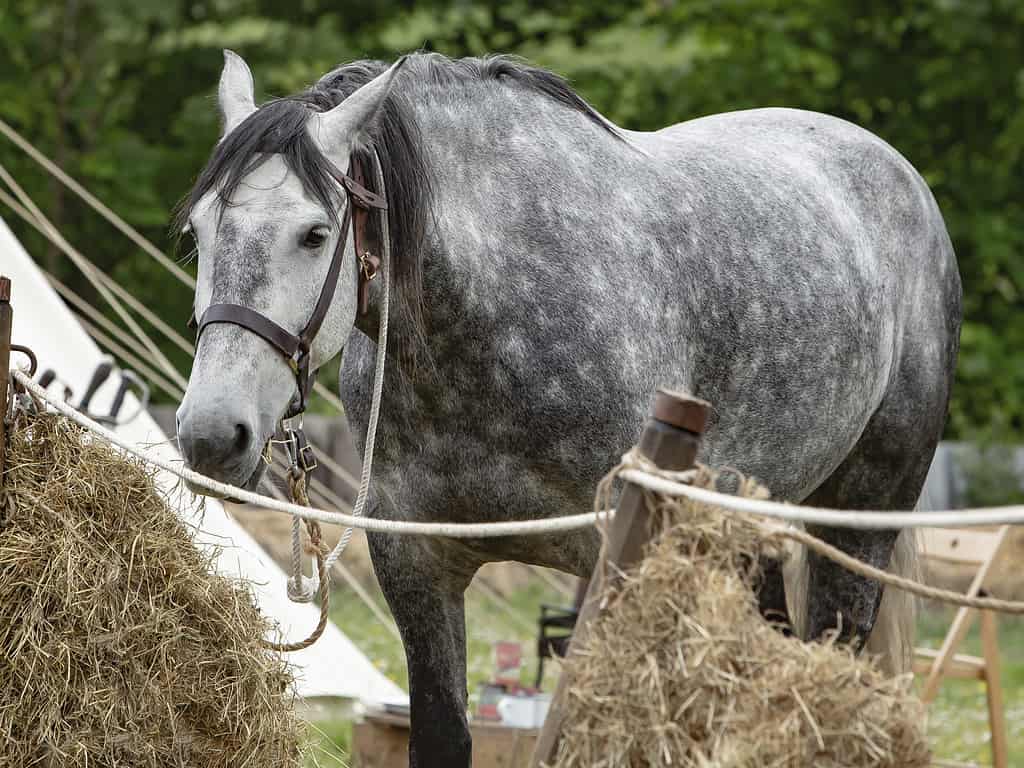 Cavallo, Rilassamento, Animale, Finimenti per animali, Criniera animale