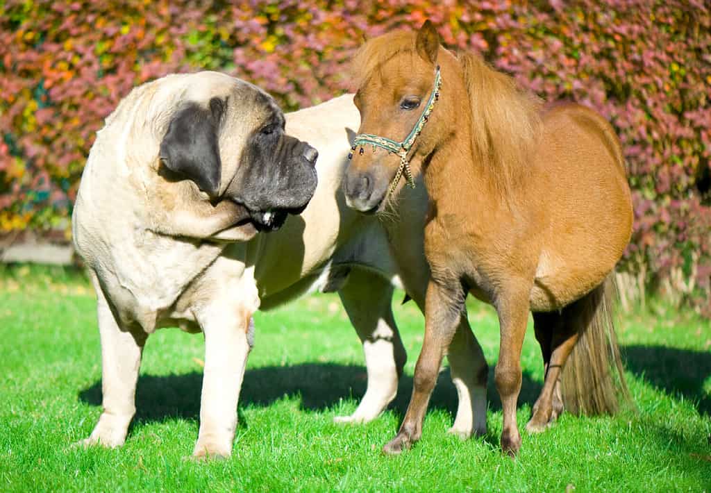 Mastino inglese e mini cavallo