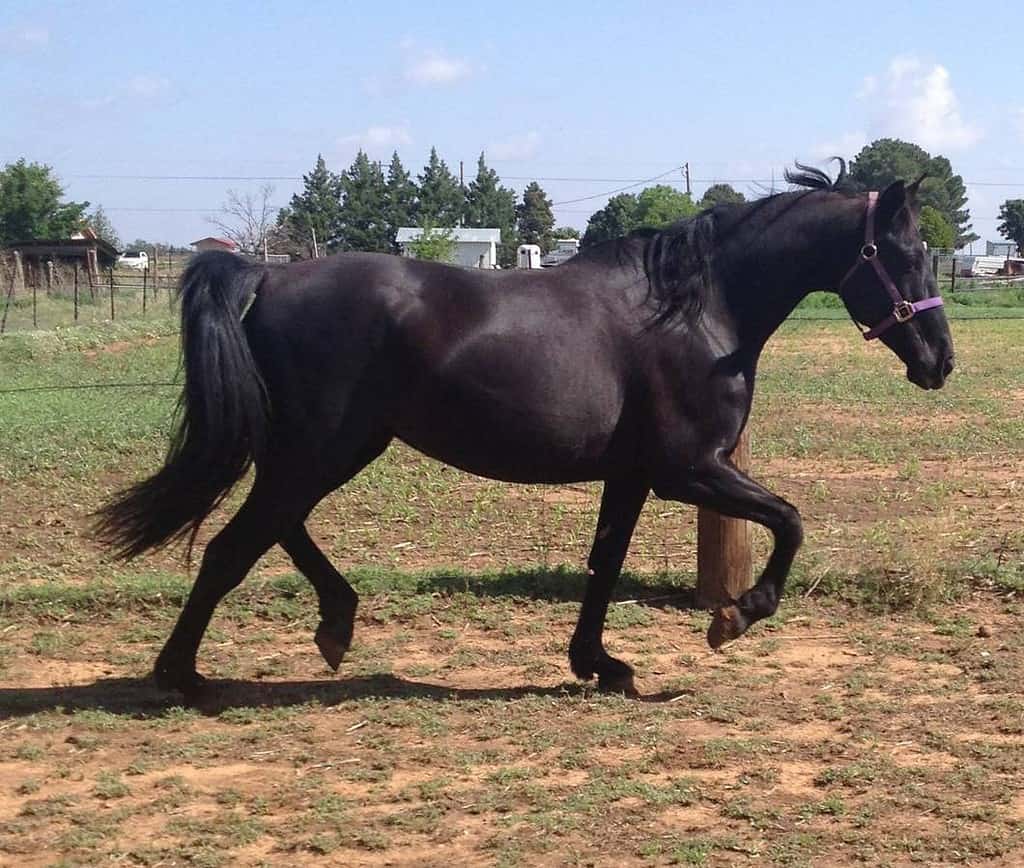 Cavallo Fox Trottatore del Missouri