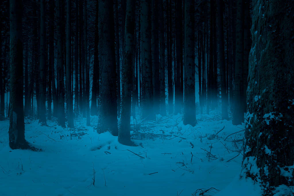 Foresta oscura coperta di neve con nebbia in inverno.