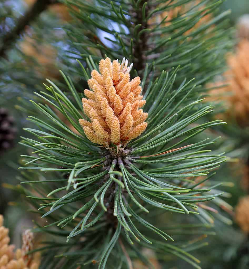 Pigna di Pinus Mugo