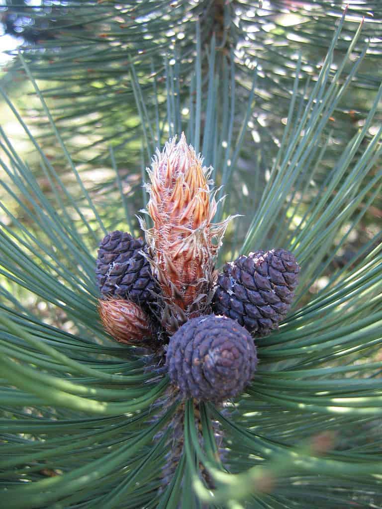 Pinus Heldreichii