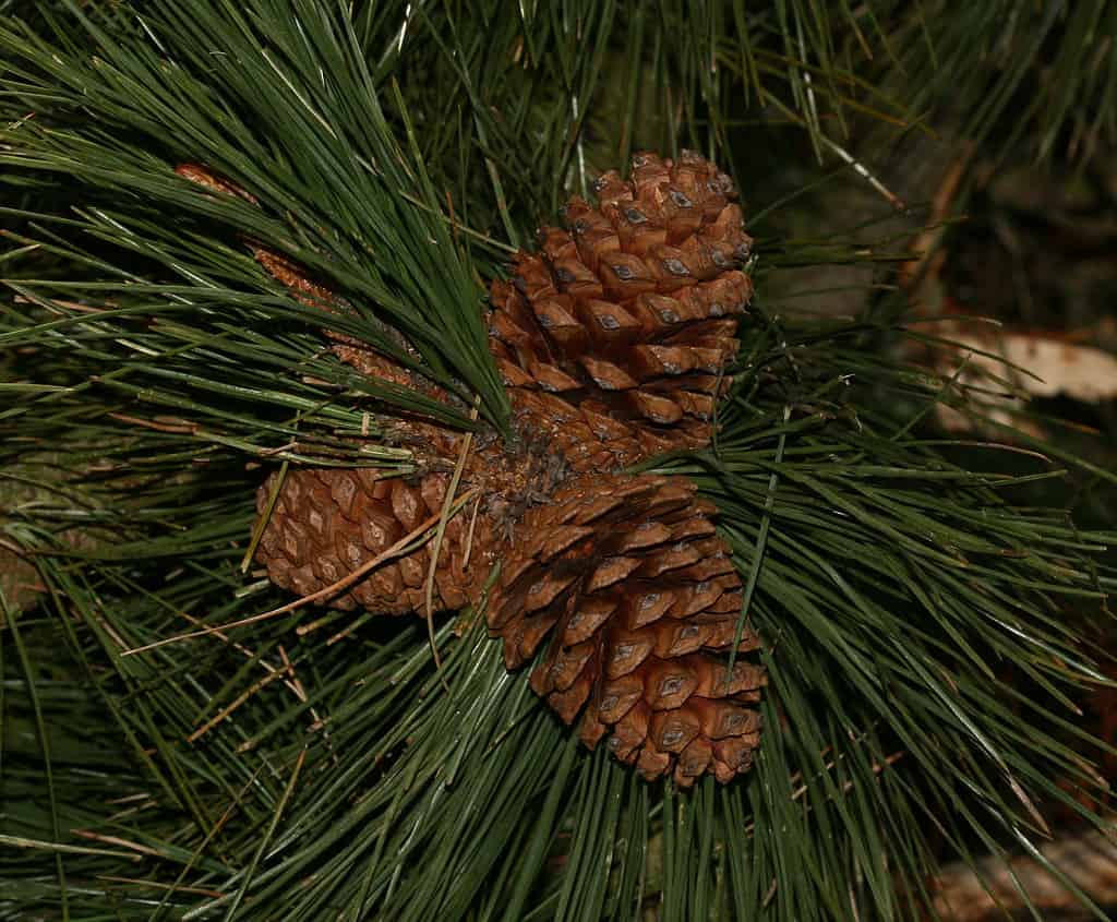 Pinus ponderosa