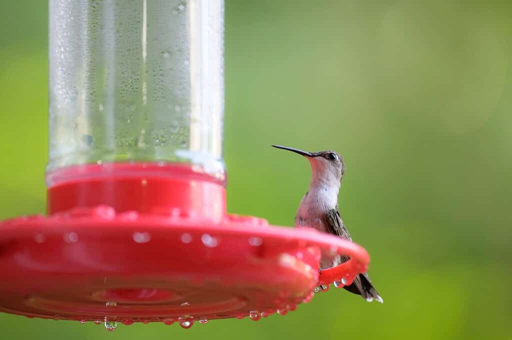 Ritratto di colibrì femmina dalla gola rubino appollaiato su alimentatore rosso prima di sfondo verde