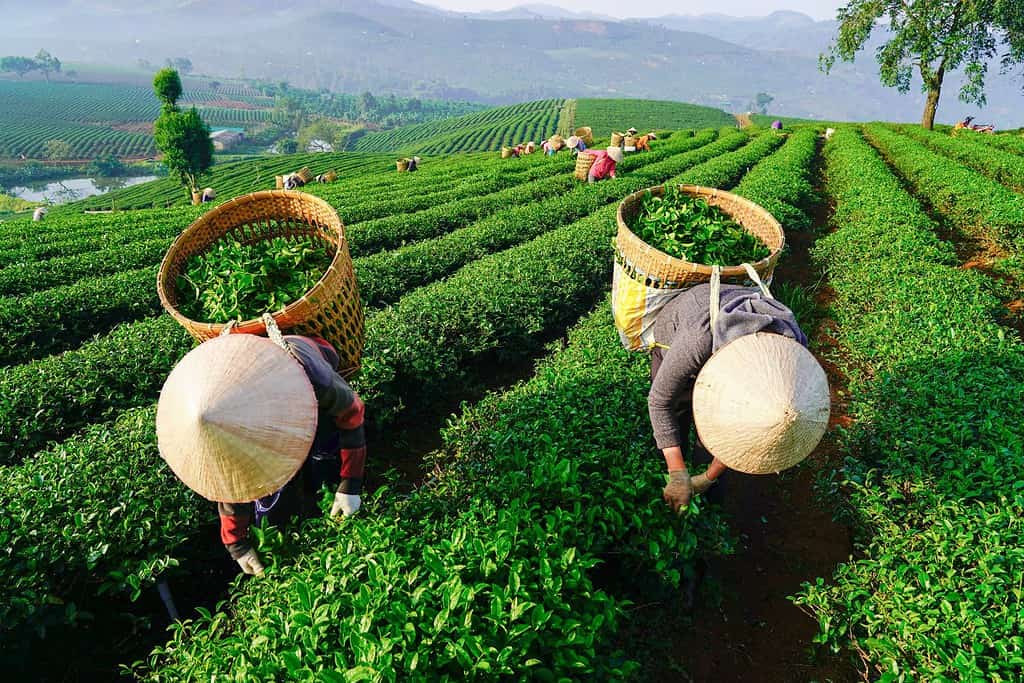 BAO LOC, VIETNAM - aprile 2018: Agricoltori che raccolgono tè a Bao Loc, Lam Dong, Vietnam