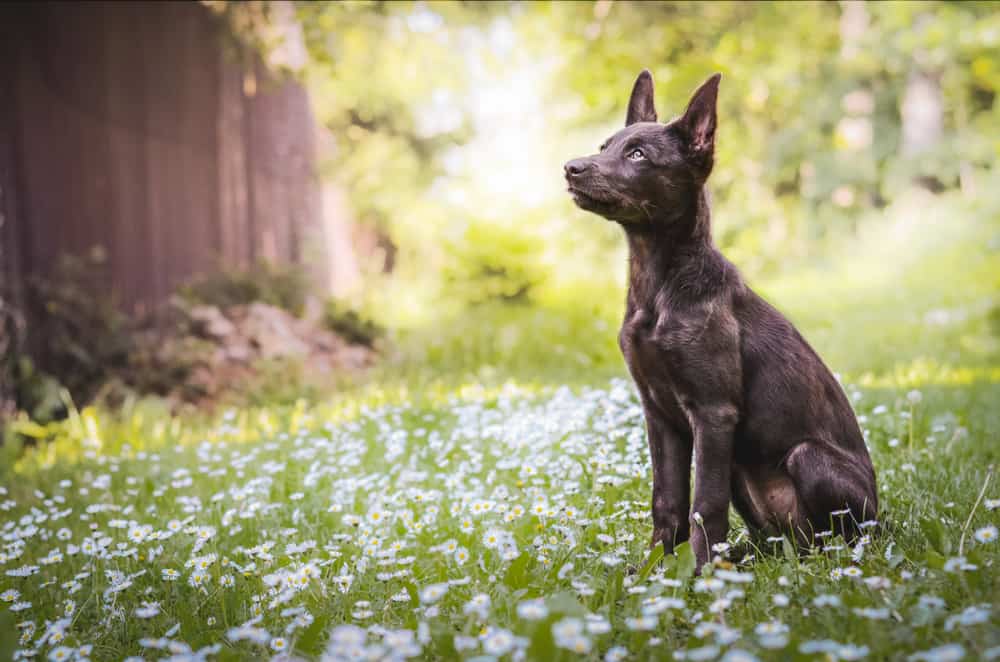 Australian Kelpie Dog (Canis familiaris) - cucciolo in erba