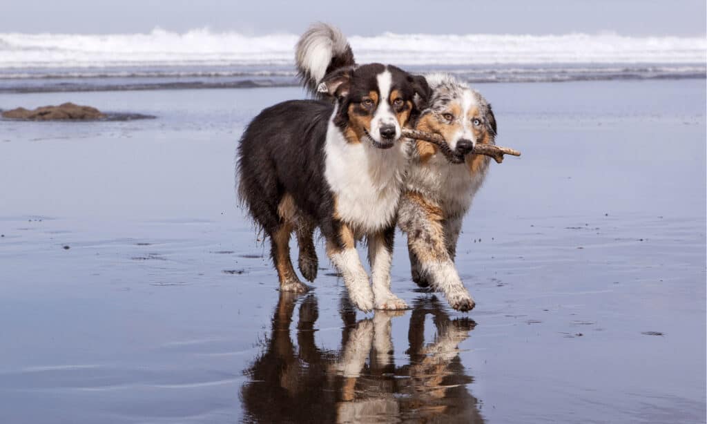 perché i cani gobbano?