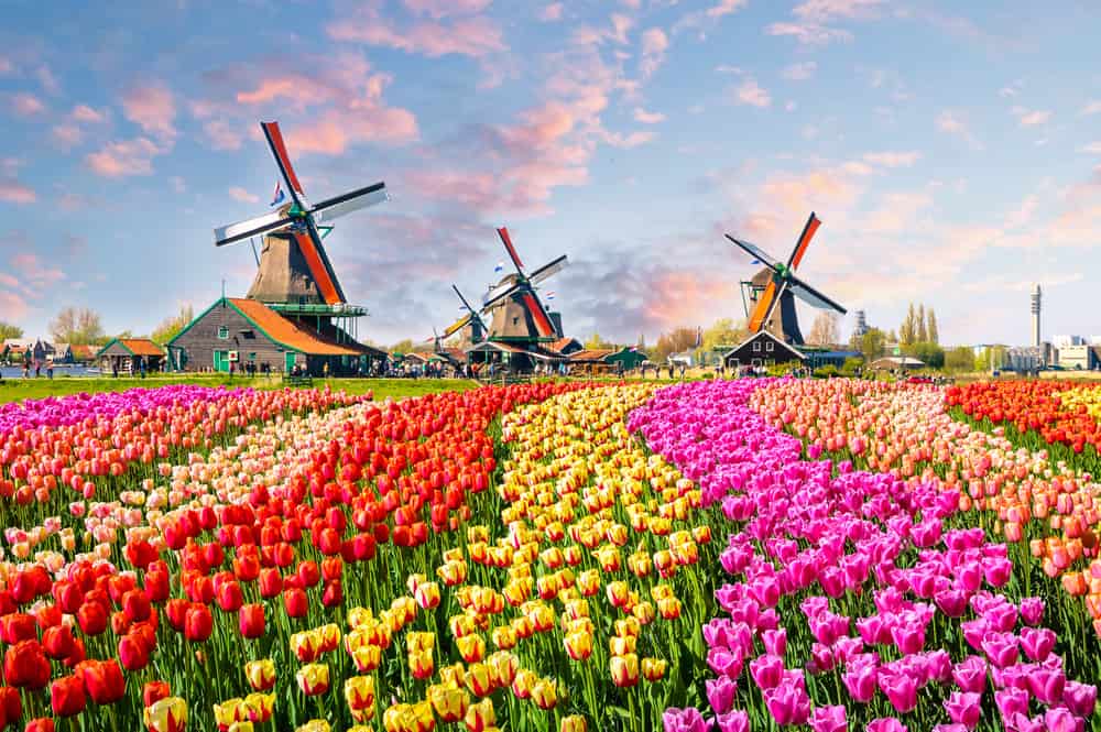 Paesaggio con tulipani, mulini a vento tradizionali olandesi e case vicino al canale a Zaanse Schans, Paesi Bassi, Europa