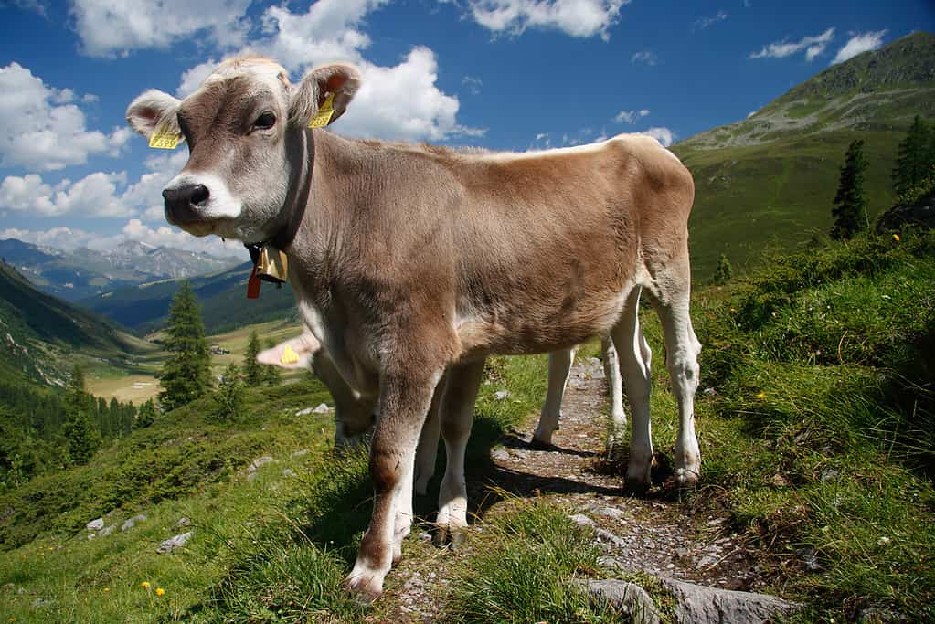 mucca svizzera marrone sul pascolo di montagna in Svizzera
