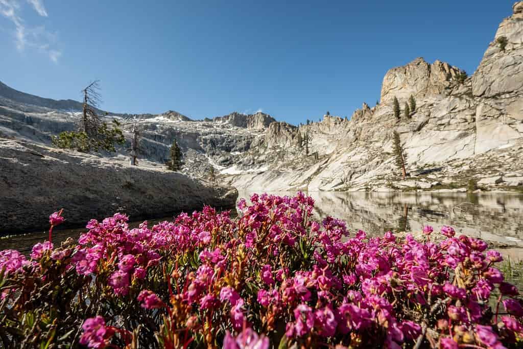 I fiori della lingua della barba fioriscono sul bordo del lago Pear nel Parco nazionale di Sequoia