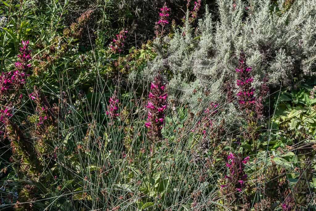 Bellissimi fiori selvatici di salvia colibrì della California che fioriscono nella zona costiera di Goleta vicino a Santa Barbara, California meridionale