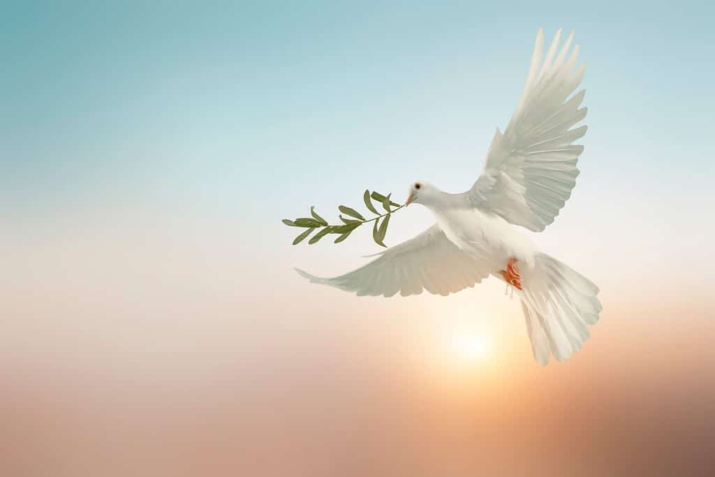 colomba bianca o piccione bianco che trasporta un ramo di foglie di olivo su sfondo pastello e tracciato di ritaglio e giornata internazionale della pace, prega per l'Ucraina e il concetto di nessuna guerra