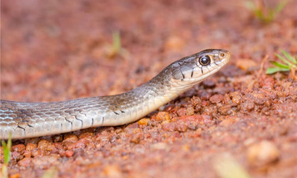 Un serpente Keelback a strisce color cuoio che striscia sulla piccola strada di ciottoli all'interno della foresta di Agumbe.  Il serpente ha una testa piccola ed aggraziata e grandi occhi rotondi.