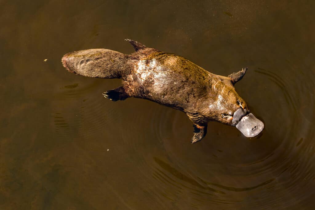 Burnie, Tasmania, Australia: Marzo 2019: Platypus che nuota nel fiume.