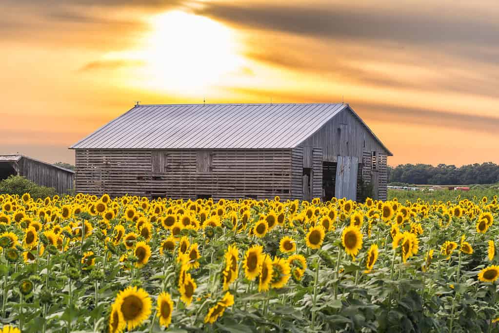 Un campo di girasoli con una fattoria sullo sfondo durante il tramonto a Milford, Delaware, Stati Uniti