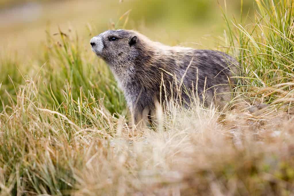 Marmotta olimpica (Marmota olympus) tra le erbe di montagna