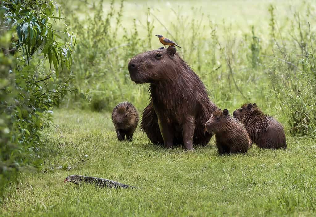 Scena divertente della famiglia dei capibara e di un uccello che fissa la lucertola che attraversa il loro cammino