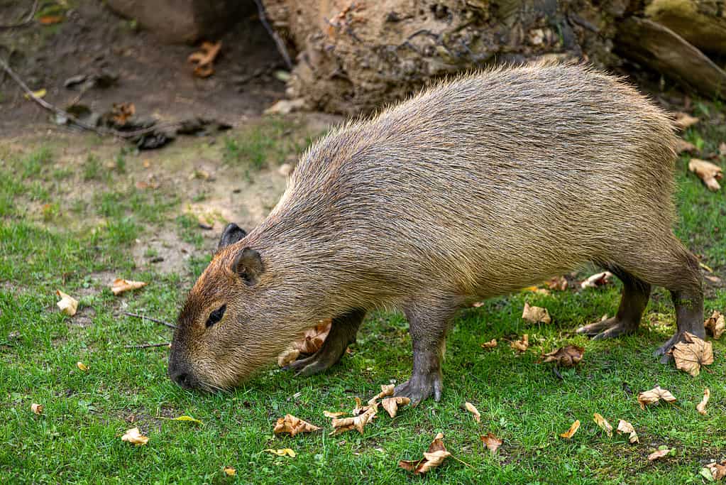 Corpo intero del capibara minore Hydrochoerus isthmius