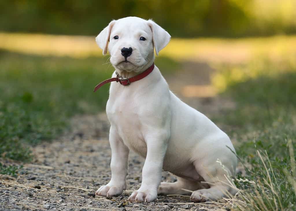 Il cucciolo bianco Dogo Argentino seduto nell'erba.