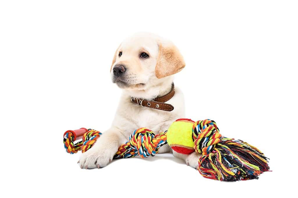 Cucciolo divertente di Labrador che si trova con un giocattolo per cani isolato su priorità bassa bianca
