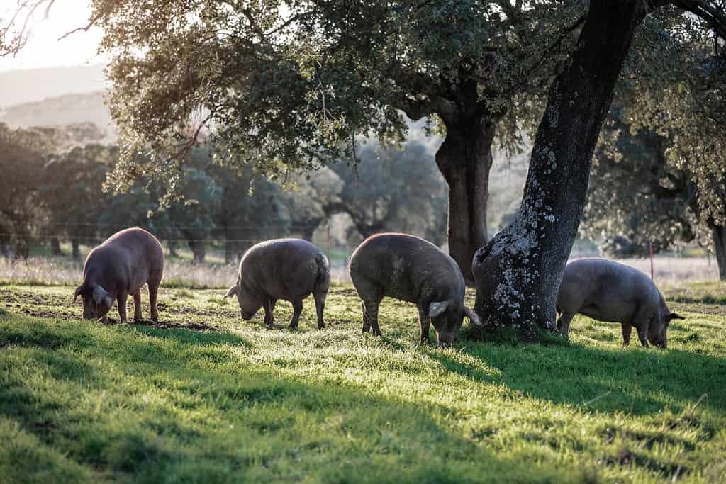 I maiali iberici mangiano bolliti in mezzo alla natura al tramonto in una giornata di sole
