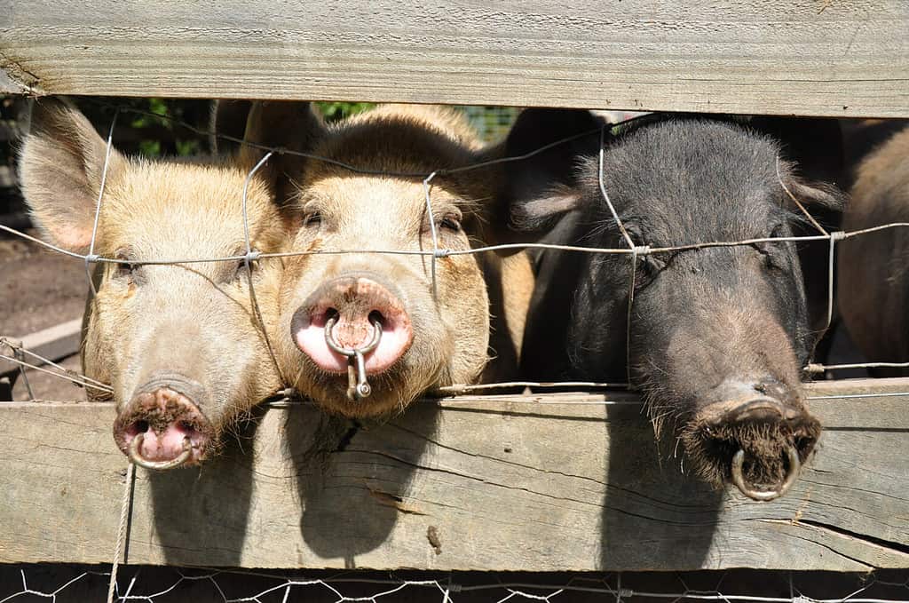 Tre maiali in un recinto che osservano il mondo.