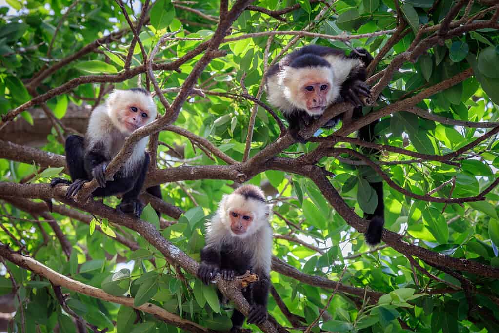 Tre scimmie cappuccine sull'albero