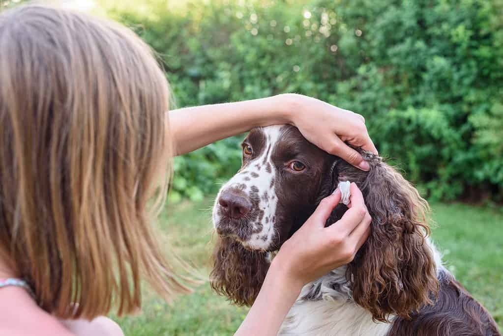 Una giovane ragazza si strofina le orecchie all'interno di un cane Springer Spaniel inglese.  Il cane si siede pazientemente per la toelettatura
