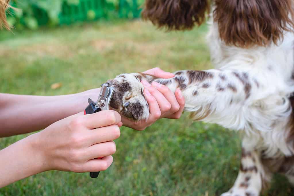 Le ragazze con le mani chiuse tagliano le unghie sulle zampe di un cane Springer Spaniel inglese.