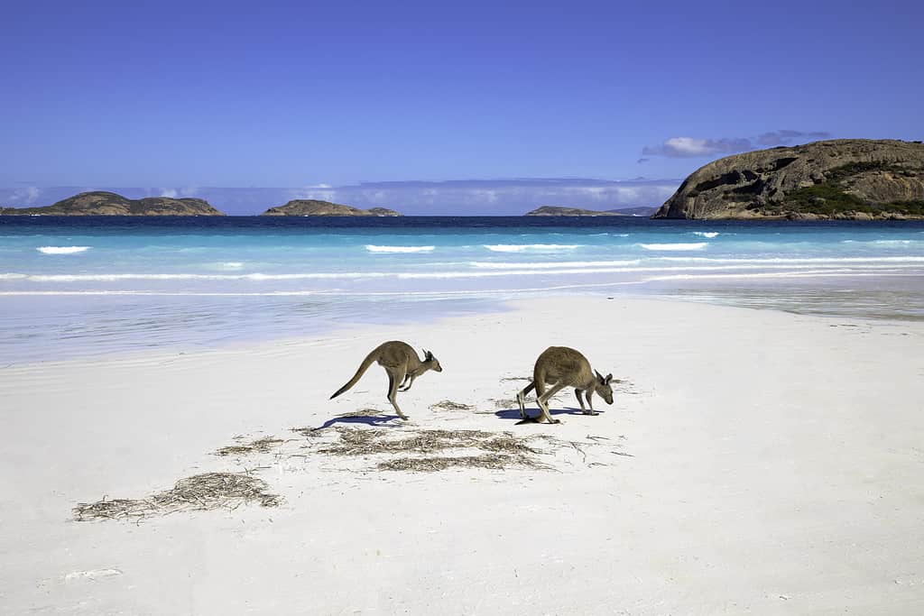 Famiglia di canguri sulla spiaggia di Lucky Bay, Esperance, Australia occidentale