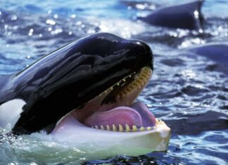 balena orca
