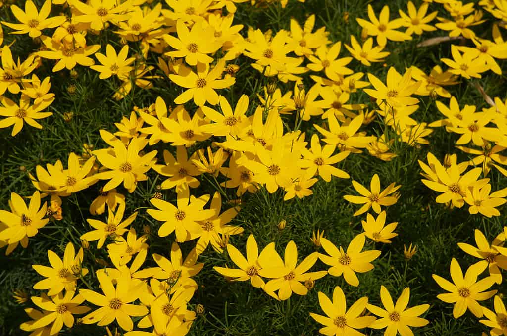 Coreopsis verticillata zagabria molti fiori gialli