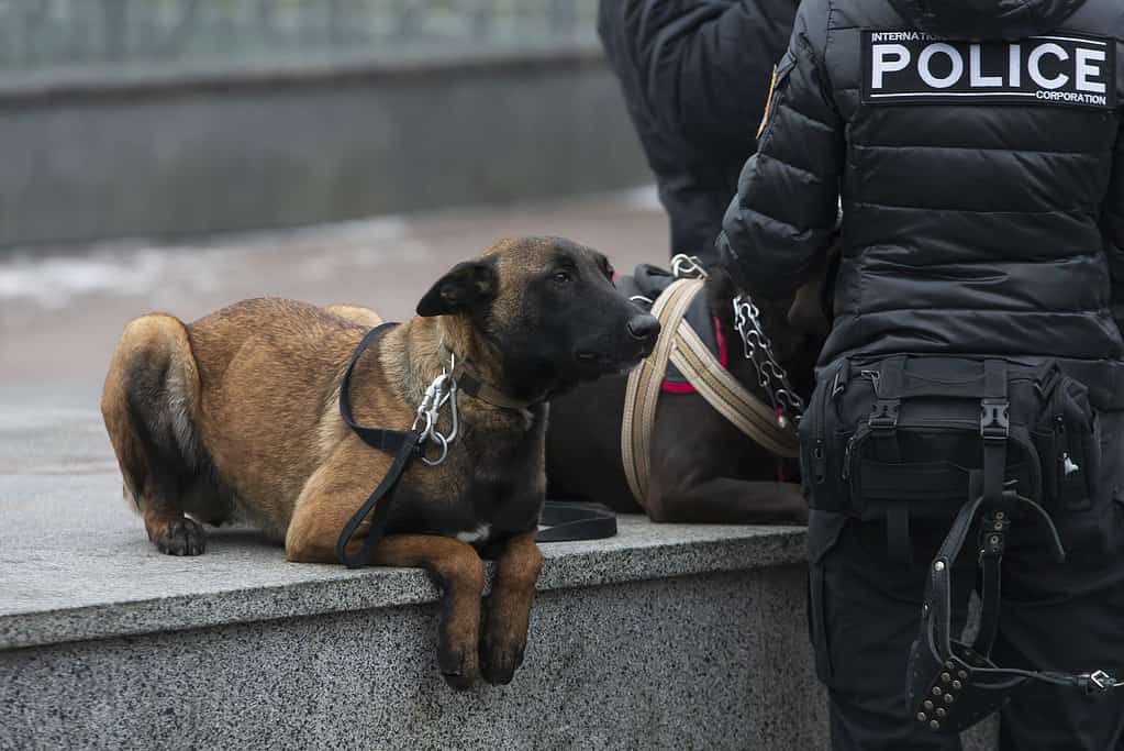 Cane poliziotto pastore belga