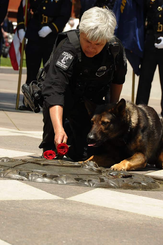 Durante il primo servizio commemorativo annuale della polizia K-9, tenutosi l'11 maggio 2018 presso il memoriale degli ufficiali delle forze dell'ordine nazionali a Washington, DC, il sergente di polizia della contea di Montgomery (Maryland).  Mary David e il suo cane, Sonic, mettono una rosa al memoriale in onore dei K-9 della polizia caduti.