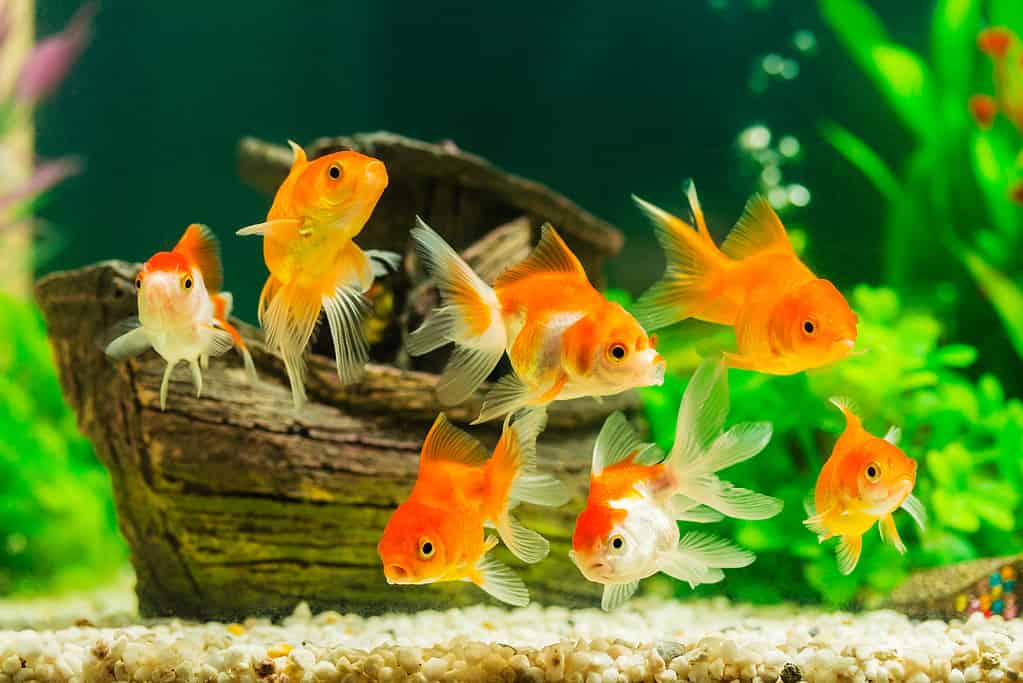 Quasi tutti i pesci rossi vivi non sopravviveranno se vengono gettati nel WC.