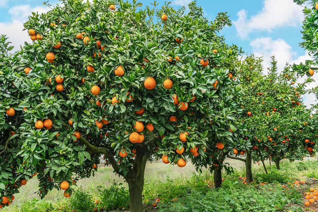 Aranci o agrumi sinensis quasi ricoperti di arance.  Ottimo raccolto nel frutteto.