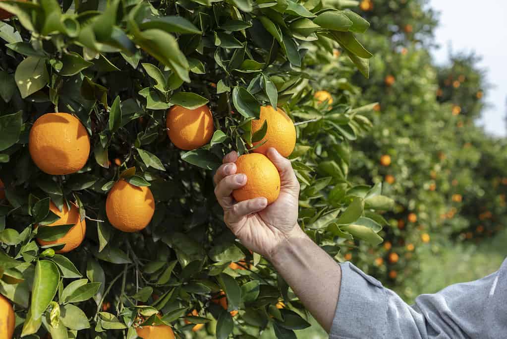 Chiudere la mano e le arance in Orange Farm con un bel sole