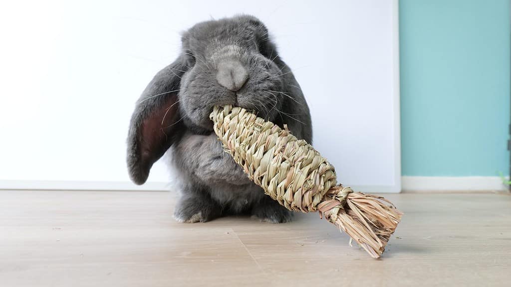 Simpatico coniglio coniglietto francese grigio che mastica su un giocattolo da masticare