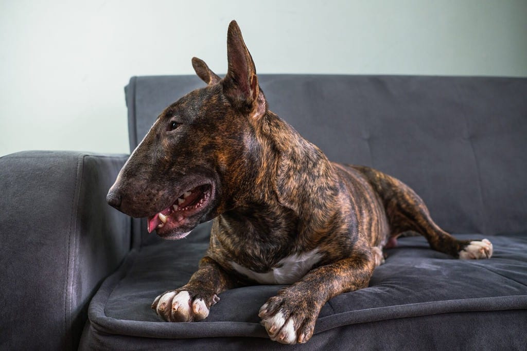 Il ritratto del Bull Terrier inglese in colore tigrato giace sul divano