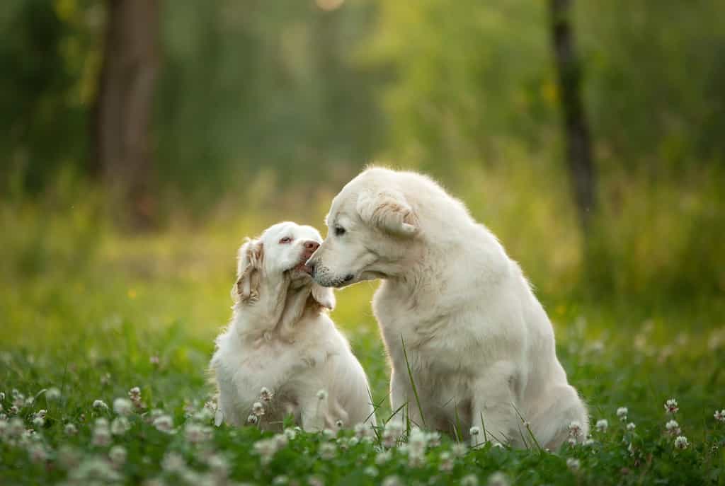 due cani insieme nel parco.  Golden Retriever e Clumber Spaniel.  L'amore tra animali domestici