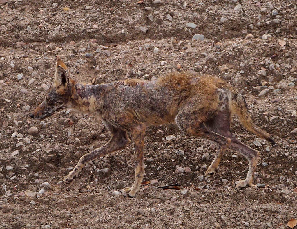Coyote che soffre di caccia alla rogna lungo la riva di un fiume