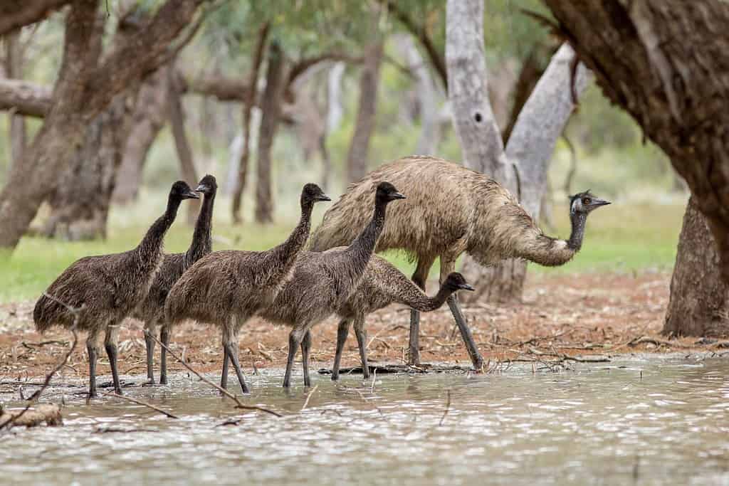 Emu sta bevendo al Water Hole
