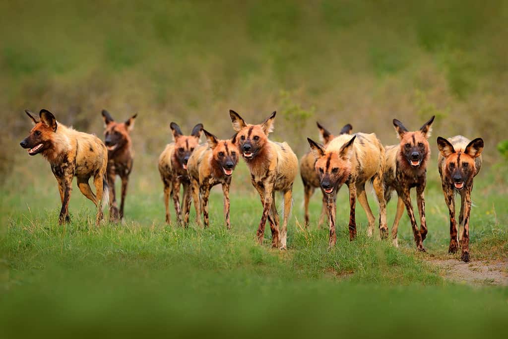 Cane selvatico, branco che cammina nella foresta, Okavango detla, Botseana in Africa.  Animale maculato pericoloso con grandi orecchie.  Cane dipinto da caccia nel safari africano.  Scena della fauna selvatica dalla natura, lupi dipinti.