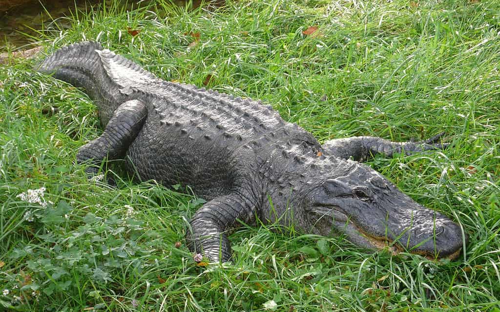 Alligatore americano (Alligator mississippiensis)