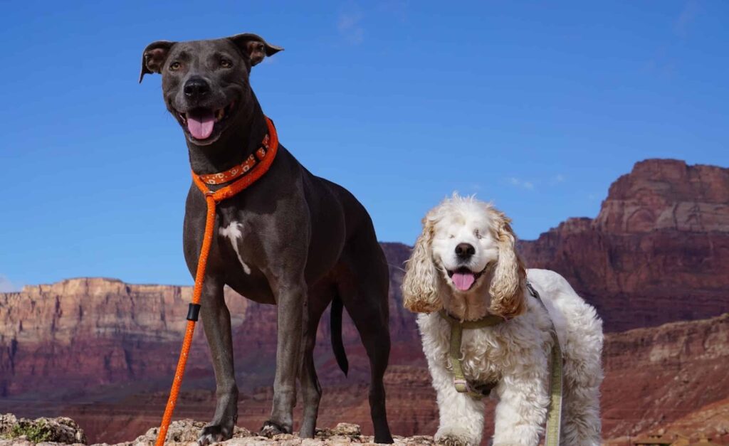 Il cane Blue Nose Lacy e un Cocker Spaniel cieco in piedi su una montagna con il Grand Canyon nazionale sullo sfondo con un cielo blu vivido.
