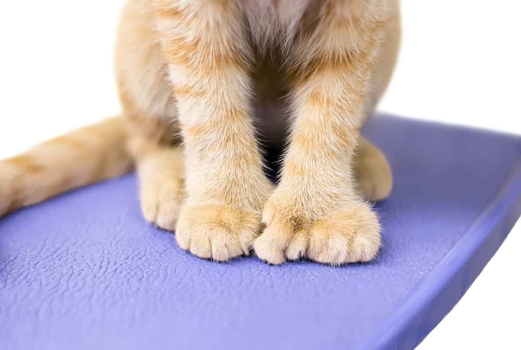 Primo piano delle dita extra di un gatto polidattilo