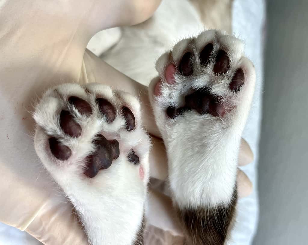 Piedi posteriori di gatto polidattilo che mostrano dita extra.