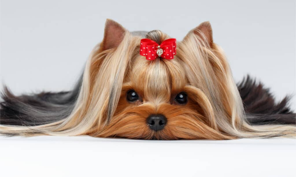 Uno Yorkshire terrier con un fiocco rosso