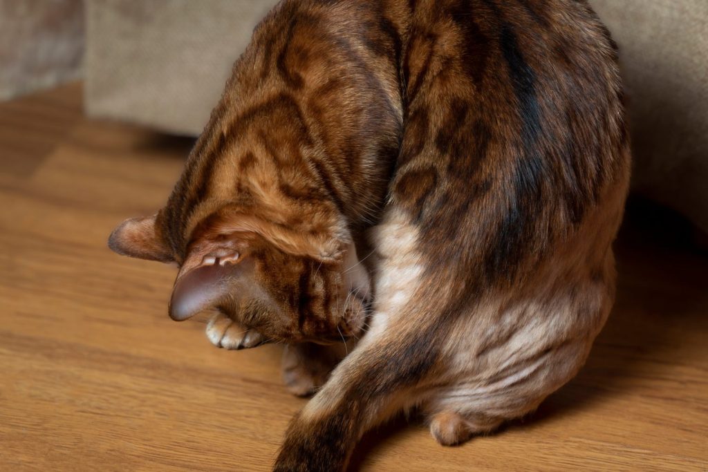 Un gatto del Bengala si lecca il pelo e morde le pulci.  Il concetto di infettare la pelle di un animale domestico.  Alopecia e neurodermite sulla pelle dell'animale.